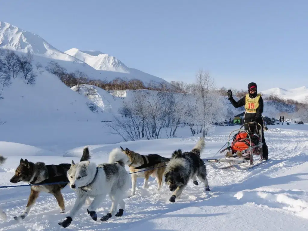 course chiens de traineaux proche camping jura